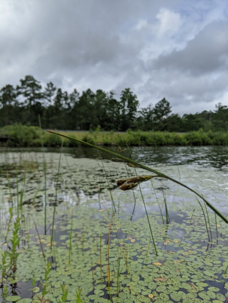 Canby's Bulrush photo 2