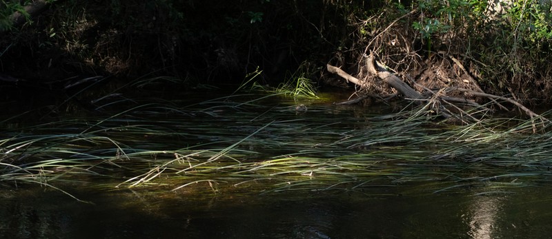 Canby's Bulrush photo 3
