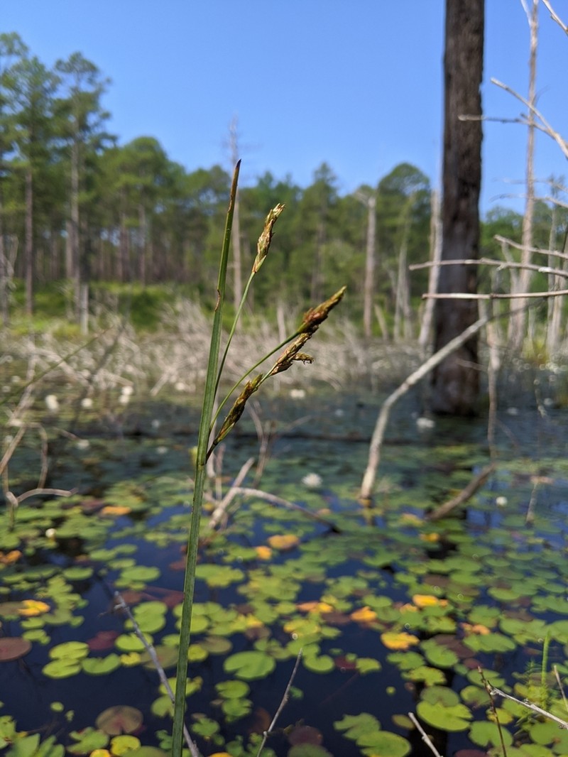 Canby's Bulrush photo 4