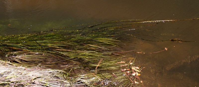 Canby's Bulrush photo 5