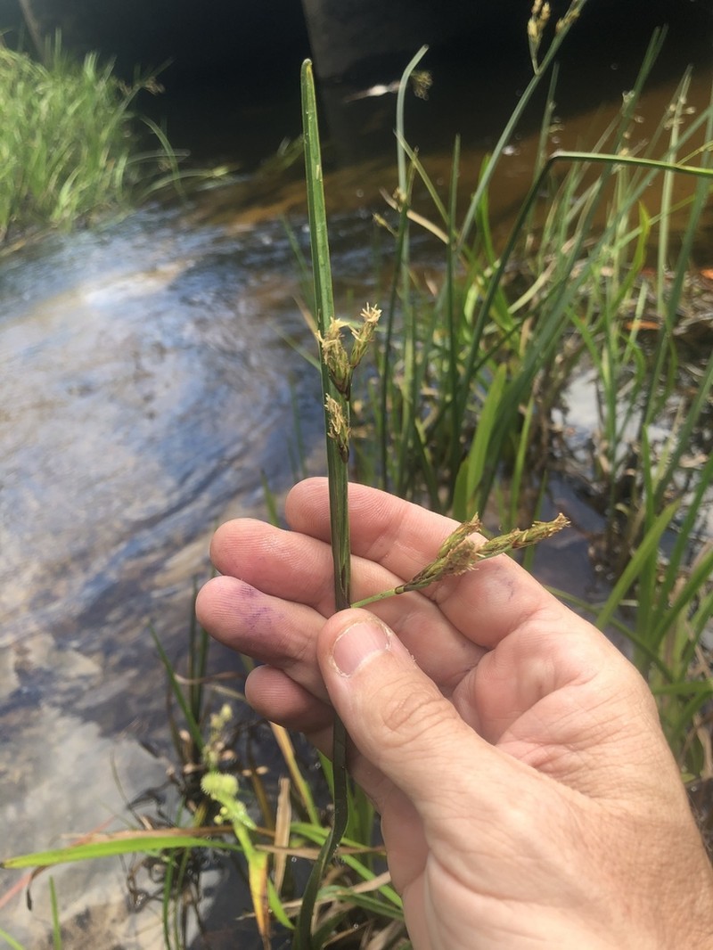 Canby's Bulrush photo 6