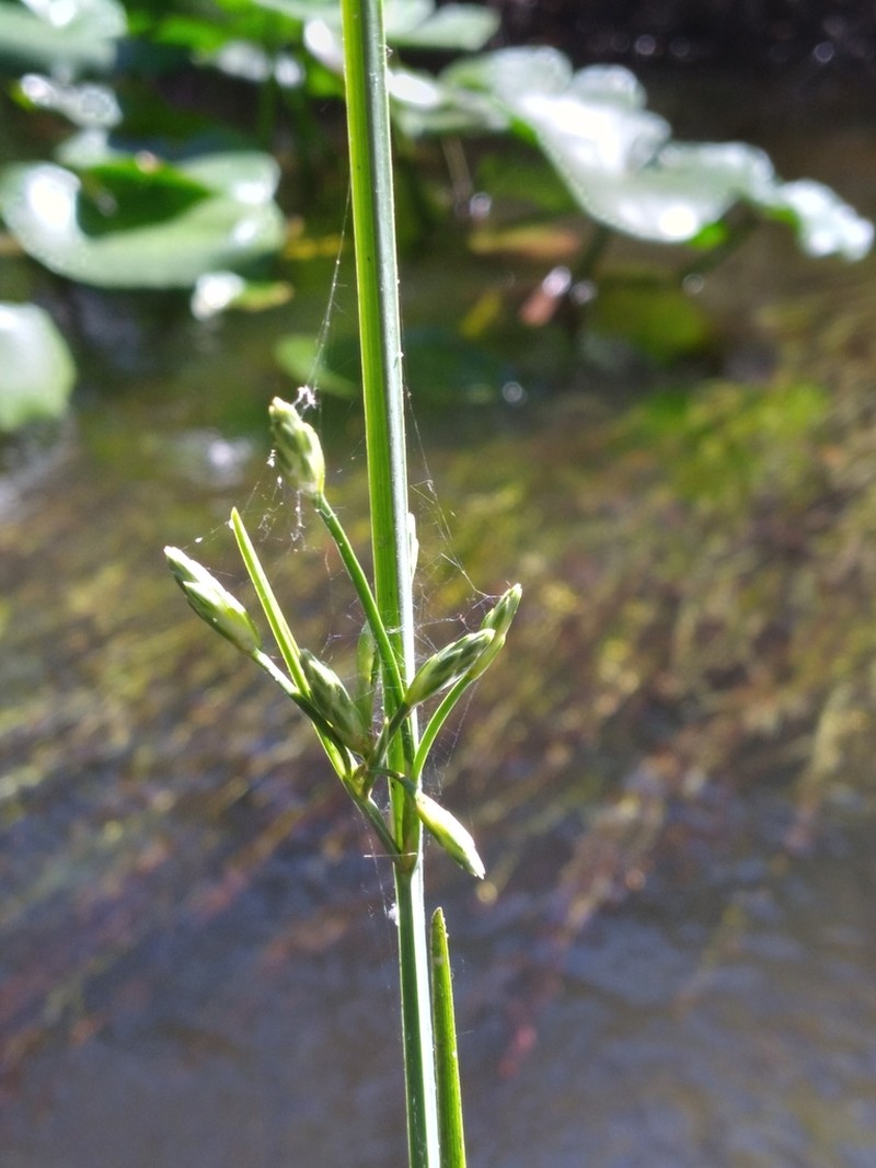 Canby's Bulrush photo 7