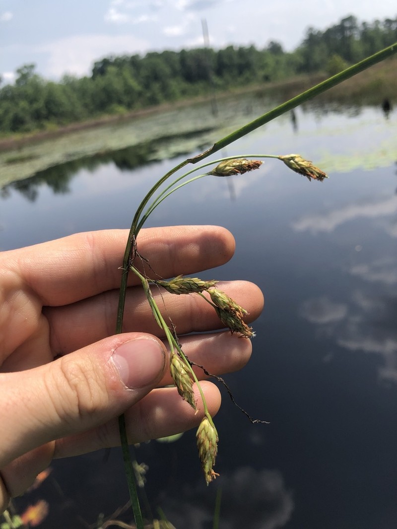 Canby's Bulrush photo 8