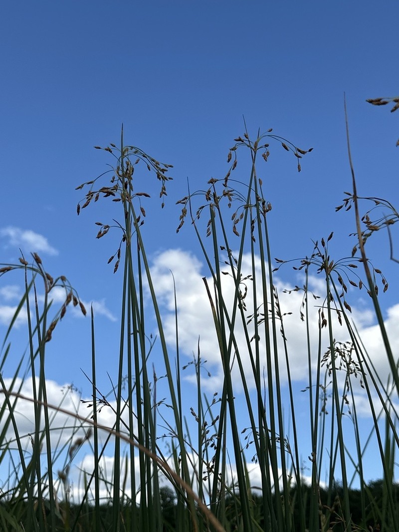 Slender Bulrush photo 3