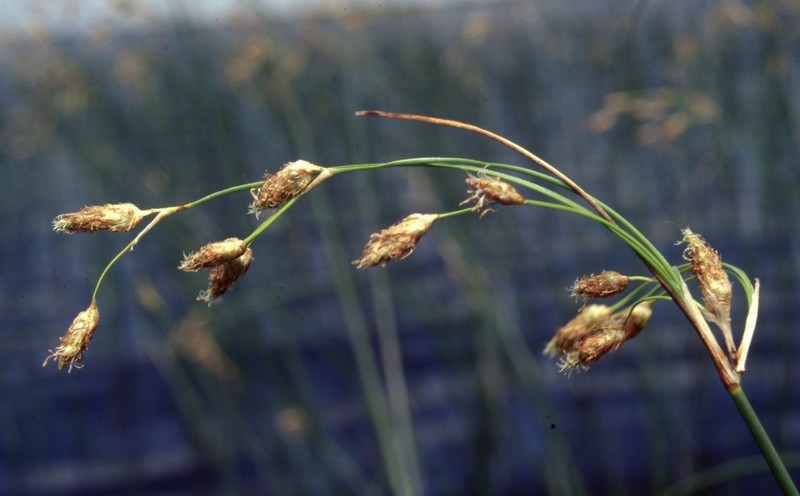 Slender Bulrush photo 4
