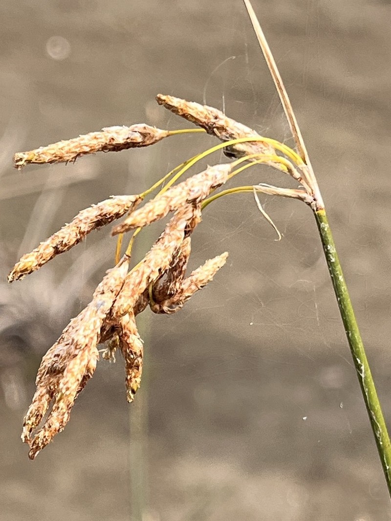 Slender Bulrush photo 5