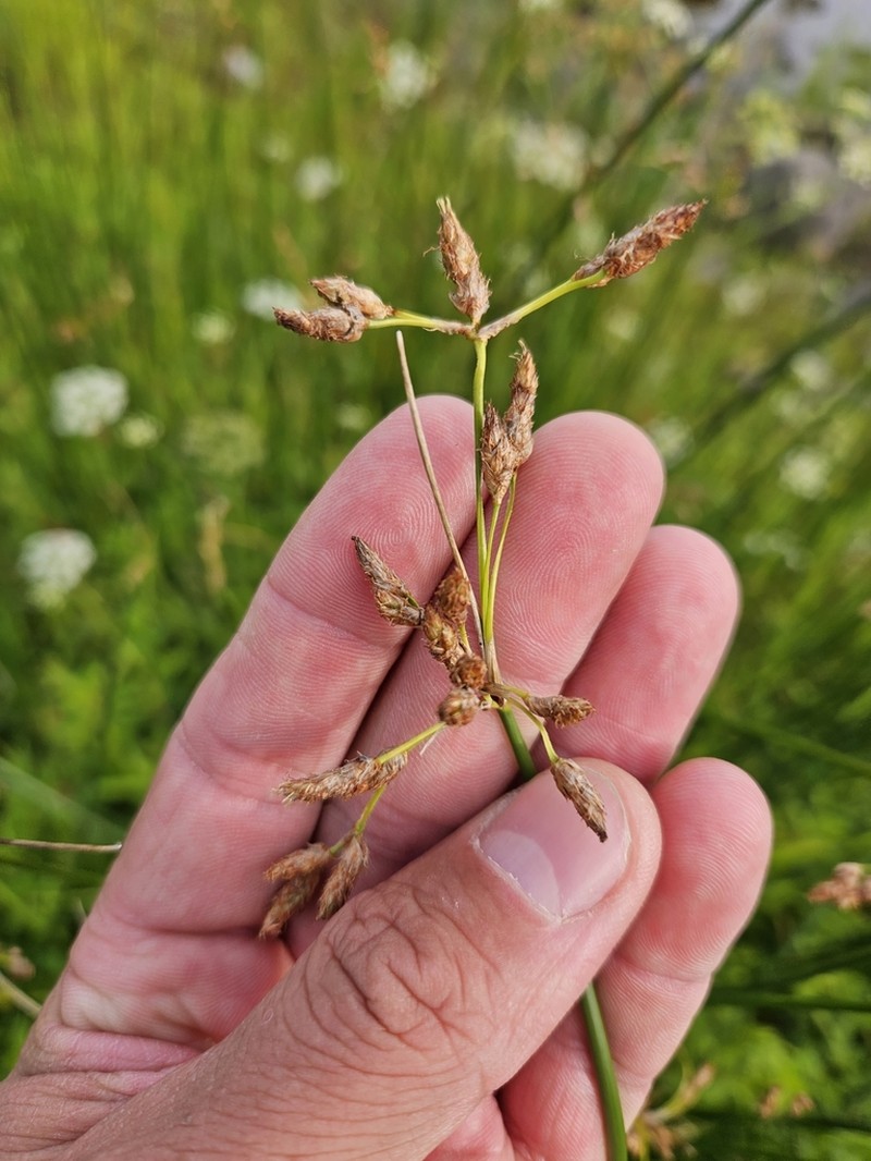 Slender Bulrush photo 6