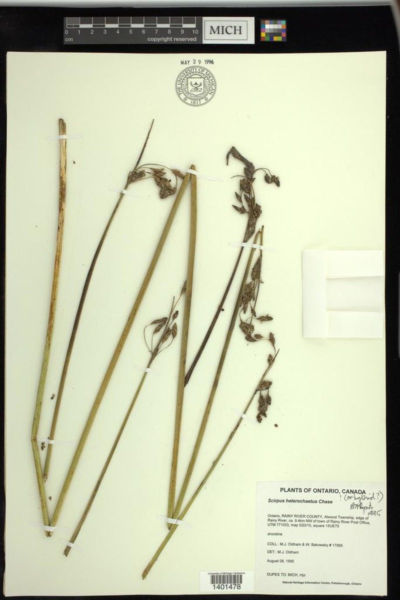 Slender Bulrush photo 7
