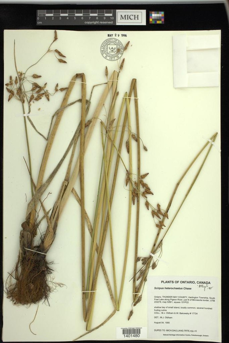 Slender Bulrush photo 8