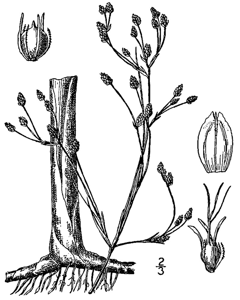 Slender Bulrush