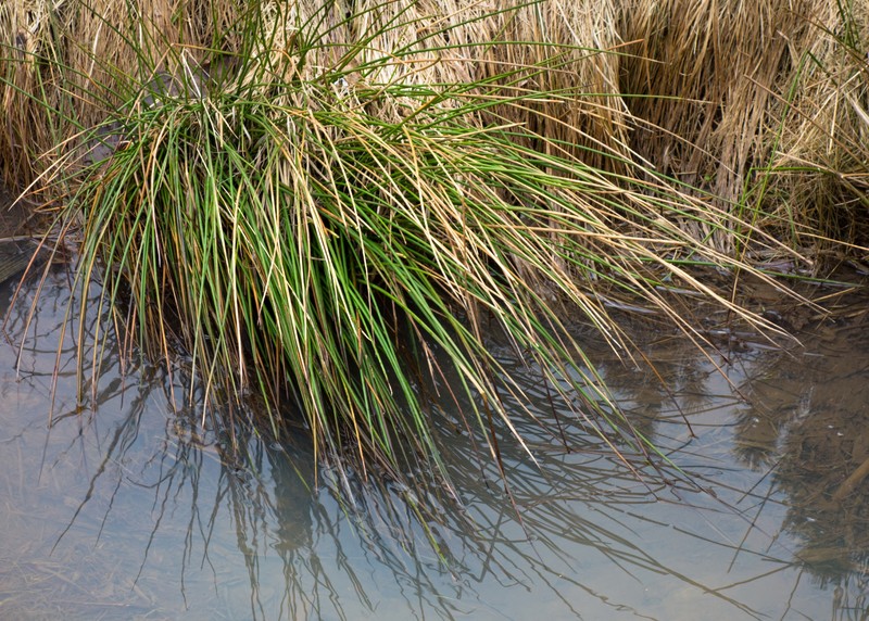 Lakeshore Bulrush photo 5