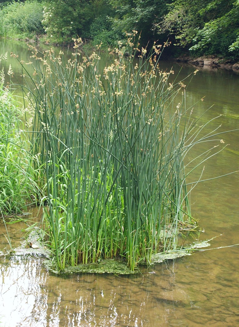 Lakeshore Bulrush