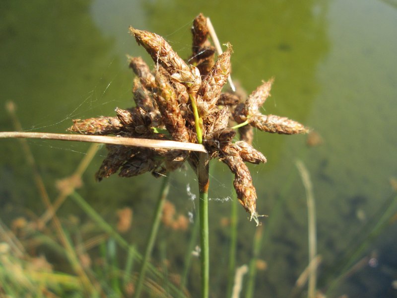 Lakeshore Bulrush photo 6