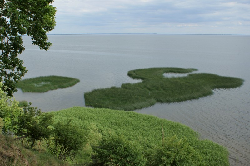 Lakeshore Bulrush photo 2
