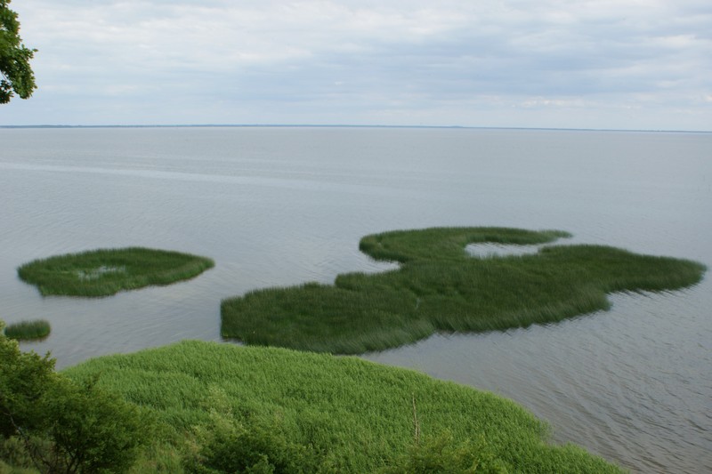 Lakeshore Bulrush photo 3