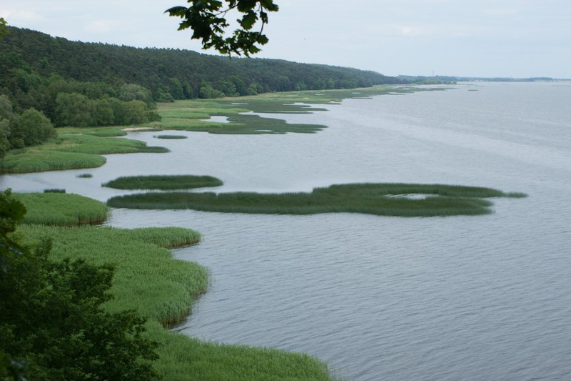 Lakeshore Bulrush photo 4
