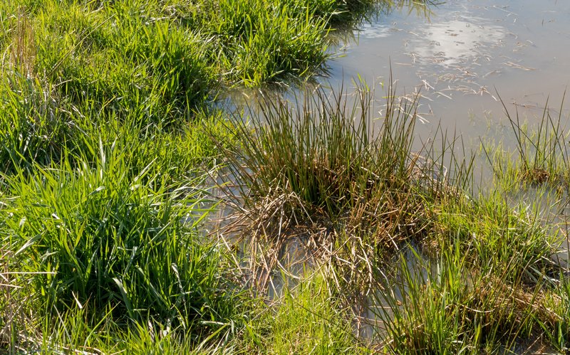 Lakeshore Bulrush photo 7