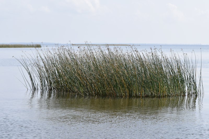 Lakeshore Bulrush photo 8