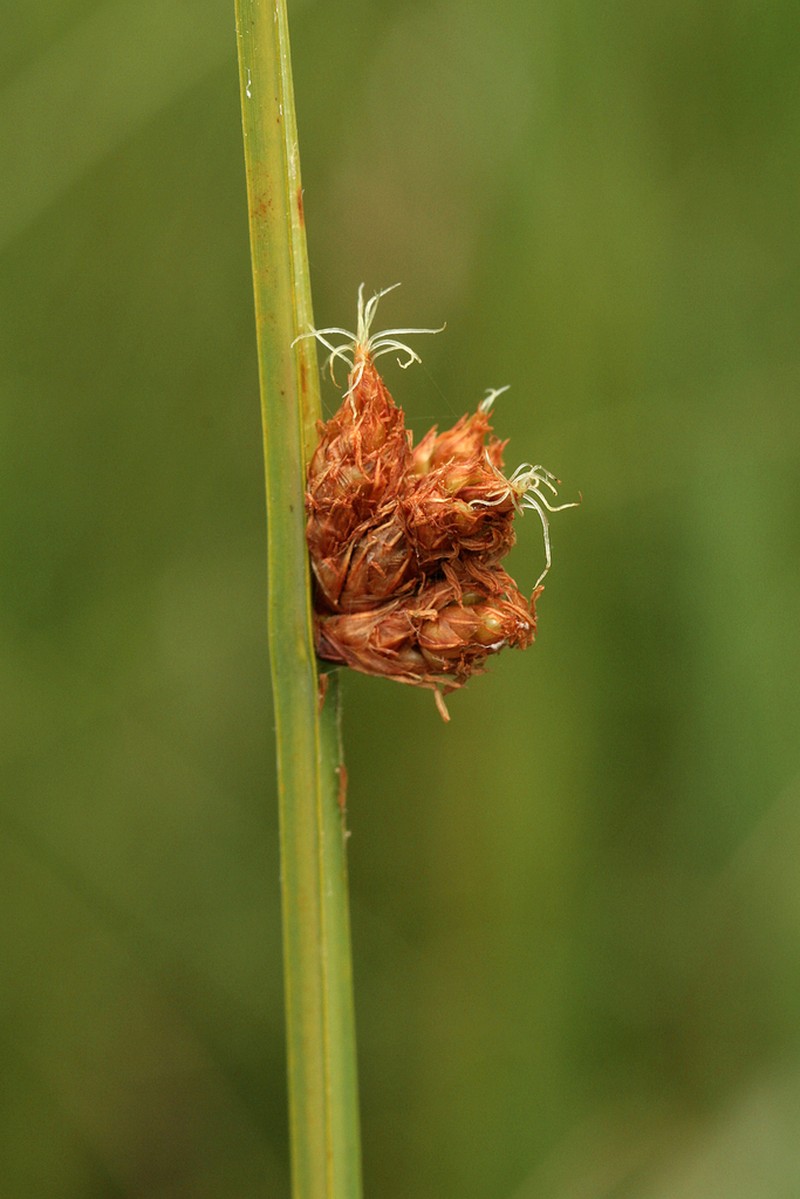 Common Threesquare photo 4