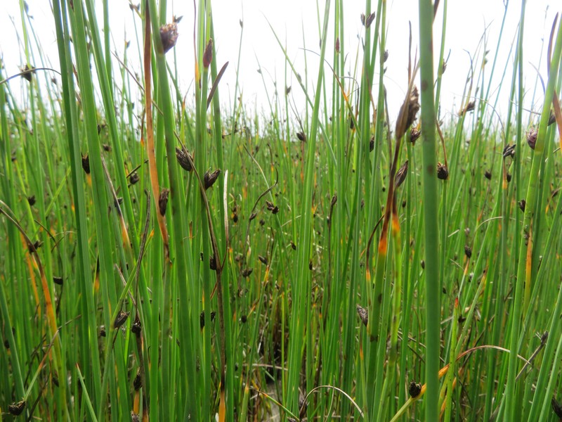 Common Threesquare photo 7