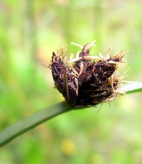 Common Threesquare