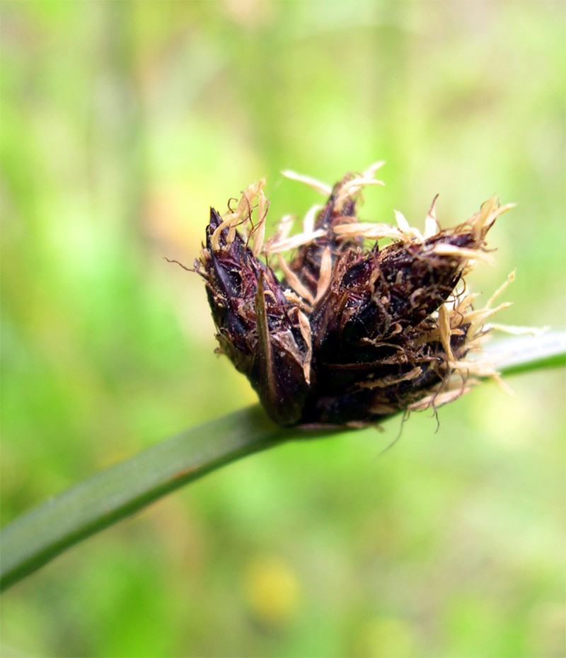 Common Threesquare