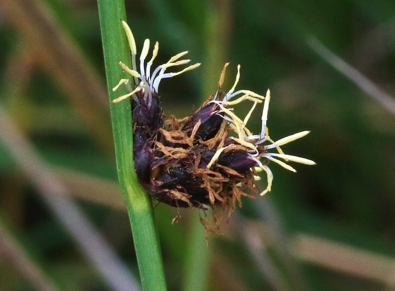 Schoenoplectus pungens var. badius photo 2