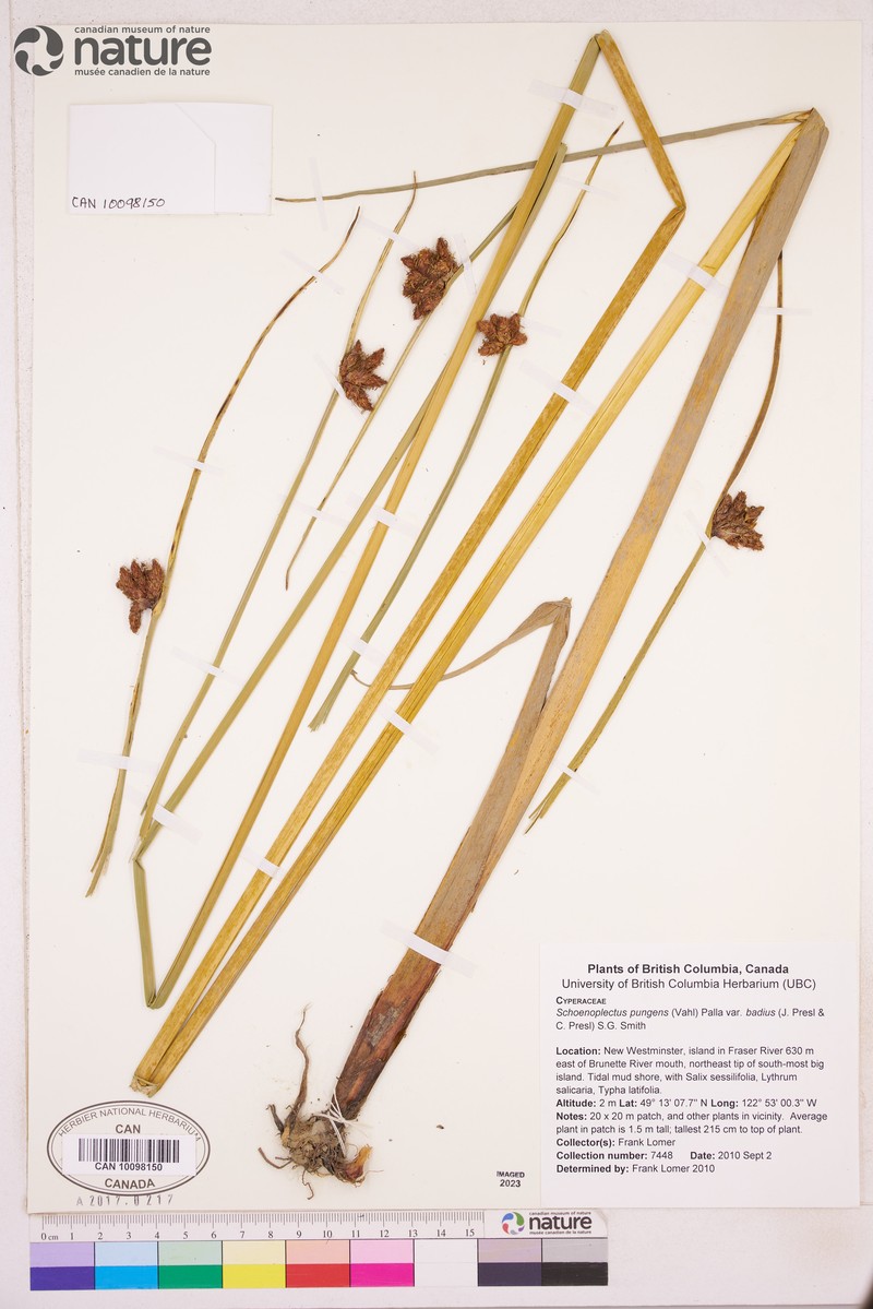Schoenoplectus pungens var. badius photo 3