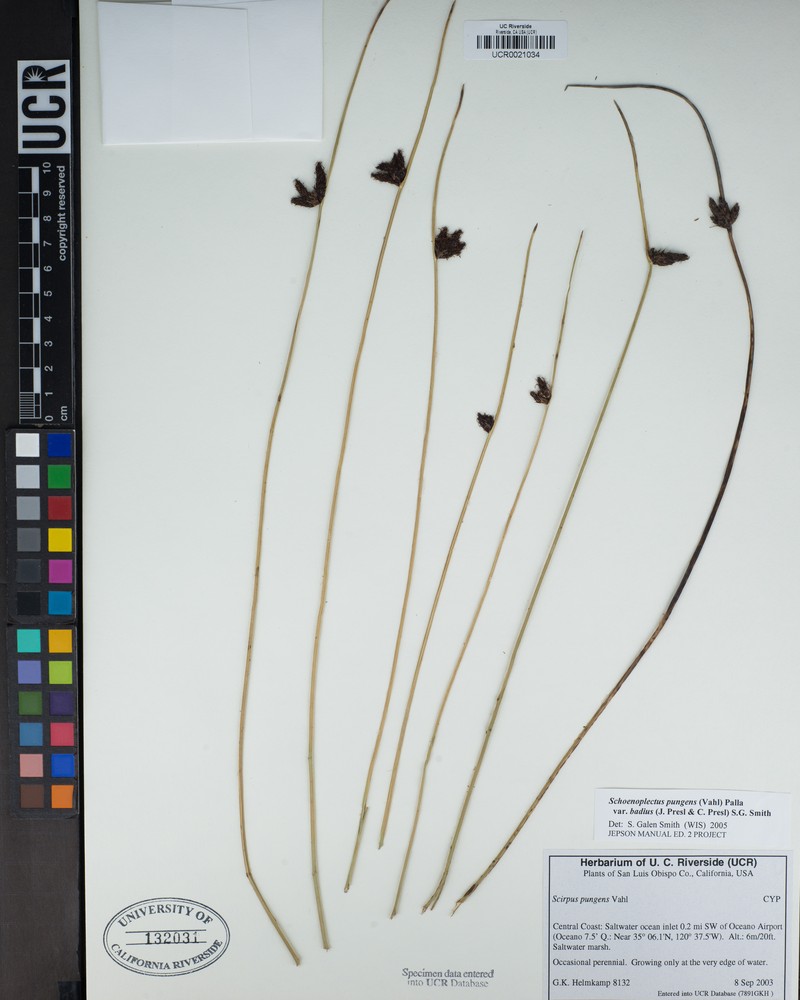 Schoenoplectus pungens var. badius photo 4