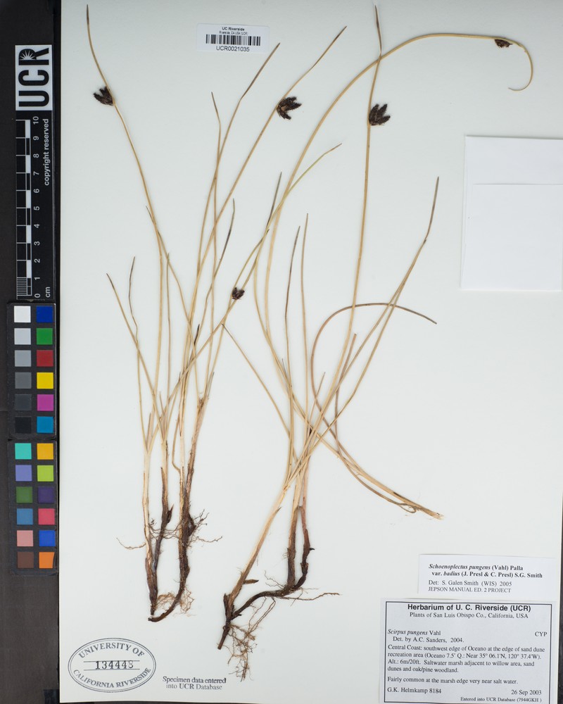 Schoenoplectus pungens var. badius photo 5