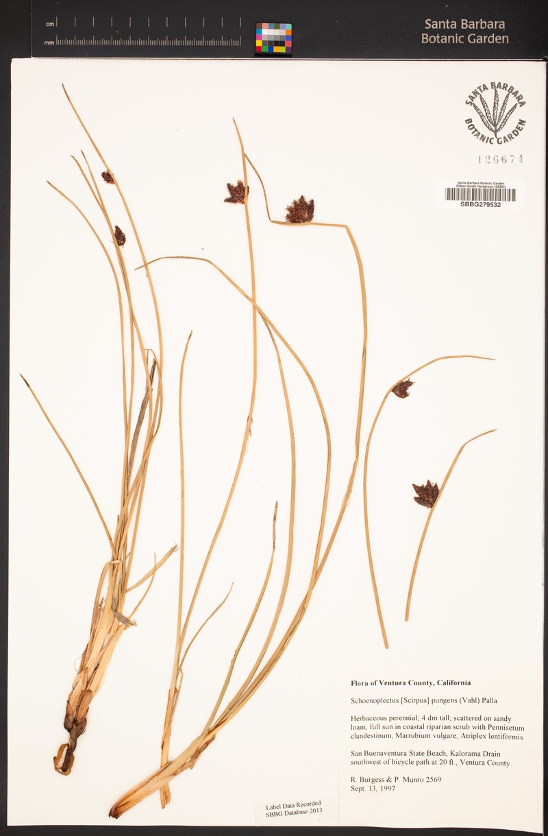 Schoenoplectus pungens var. badius photo 6