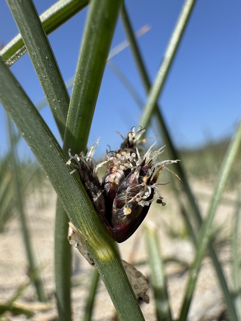 Schoenoplectus pungens var. longispicatus