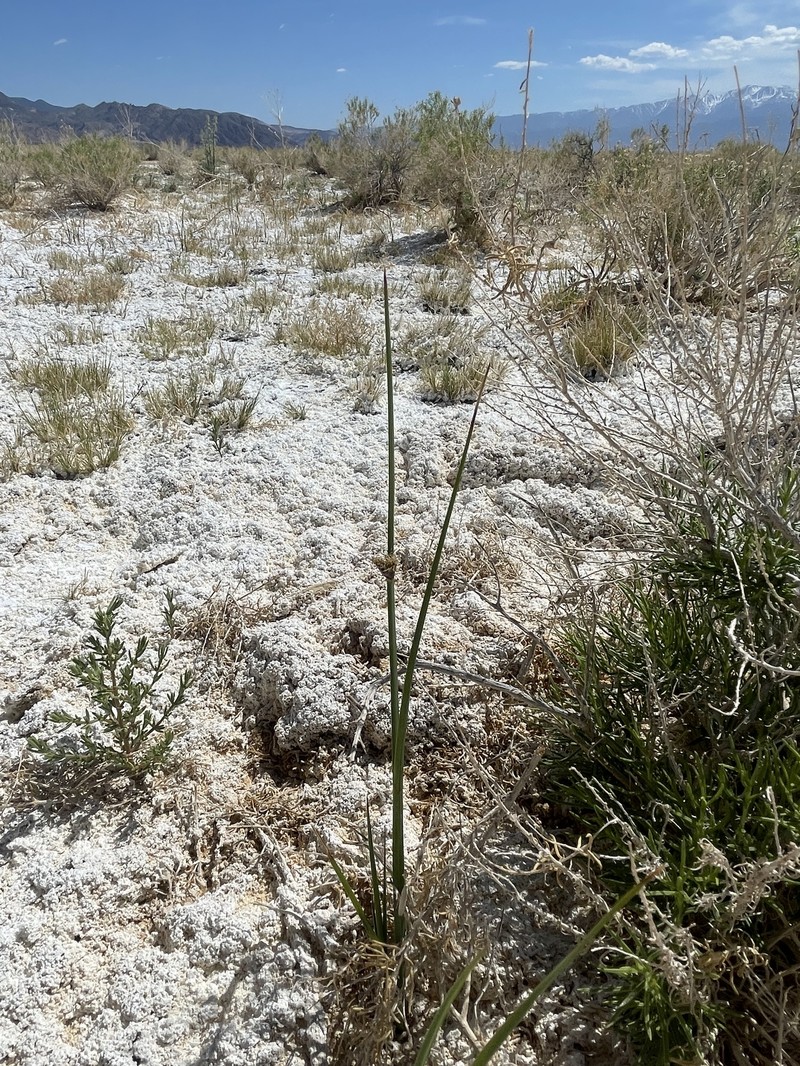 Schoenoplectus pungens var. longispicatus photo 5