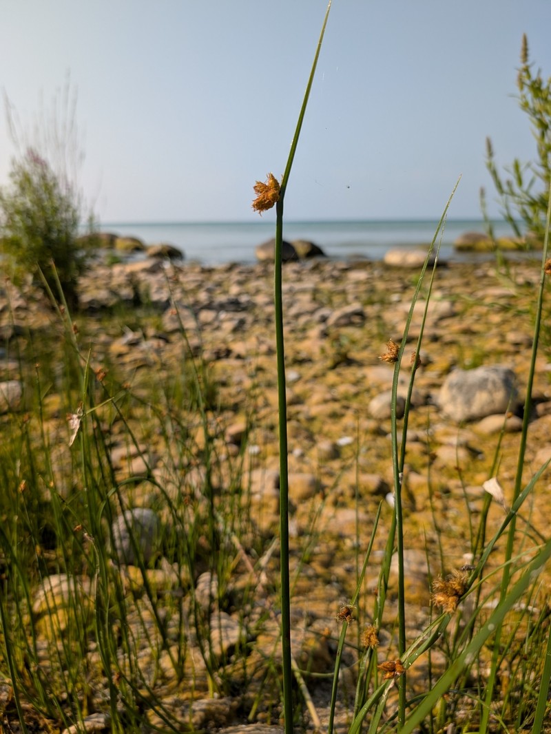 Schoenoplectus pungens var. pungens