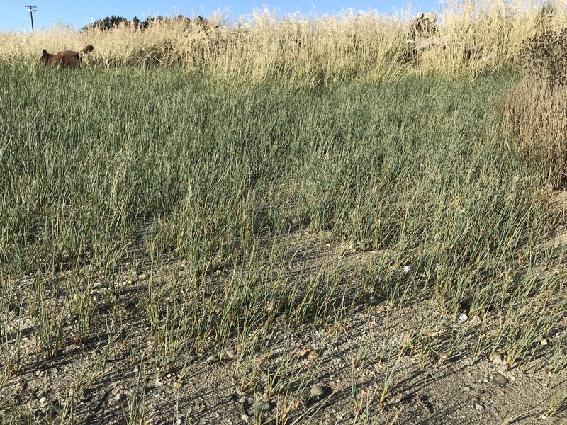 Schoenoplectus pungens var. pungens photo 2