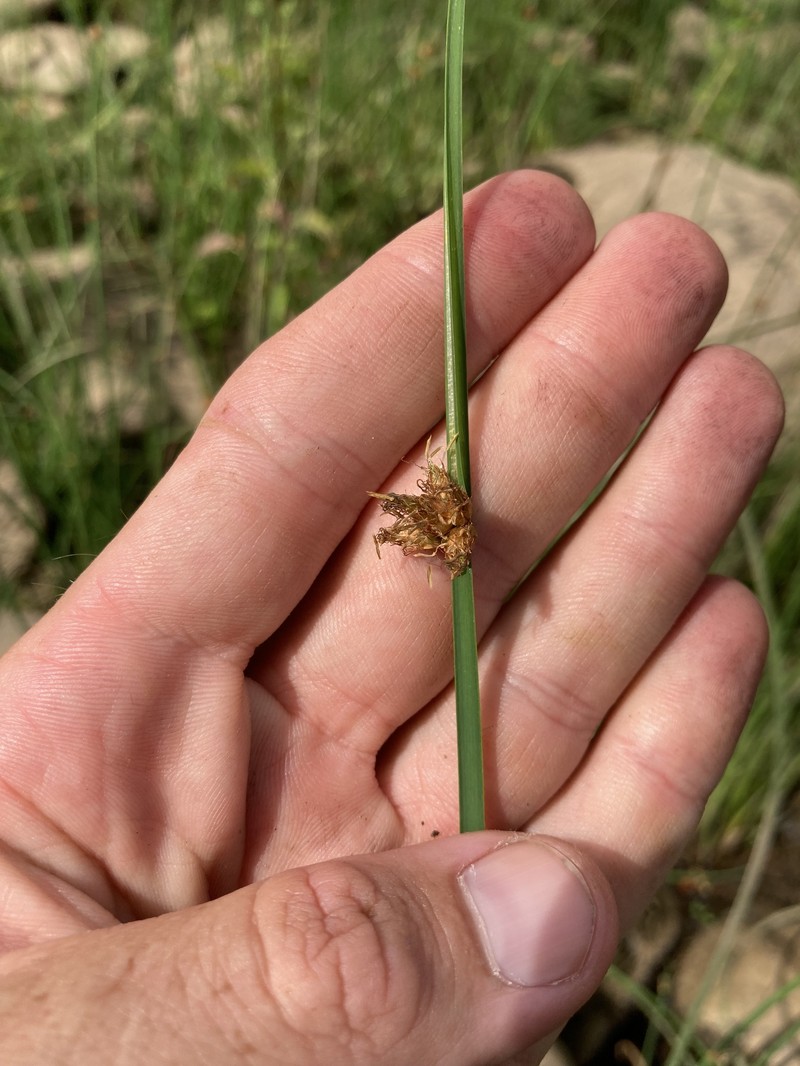 Schoenoplectus pungens var. pungens photo 3