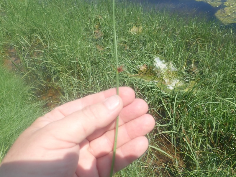 Schoenoplectus pungens var. pungens photo 4