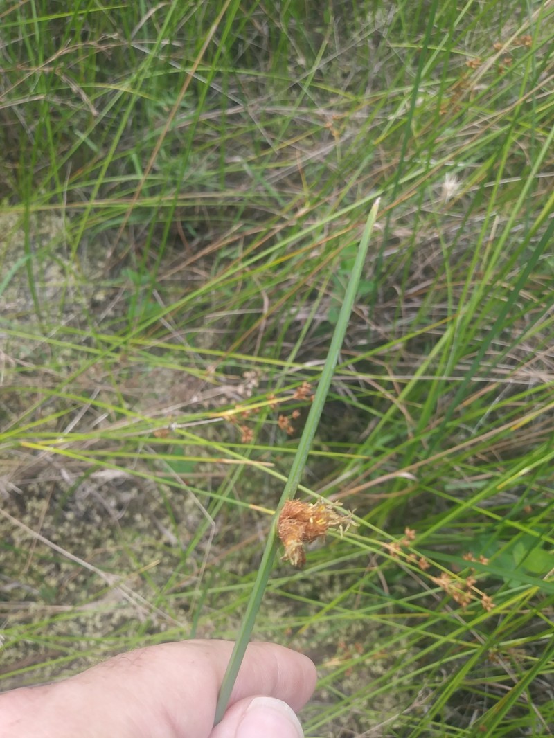 Schoenoplectus pungens var. pungens photo 6