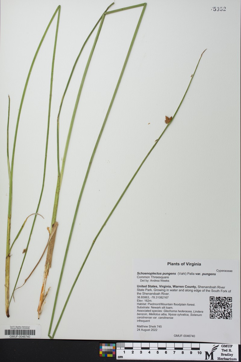 Schoenoplectus pungens var. pungens photo 8