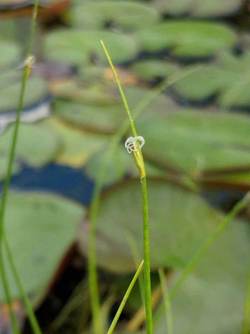 Swaying Bulrush photo 3