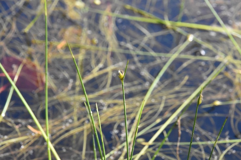 Swaying Bulrush photo 4