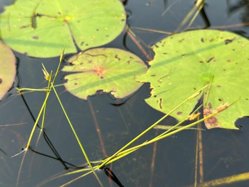 Swaying Bulrush photo 5