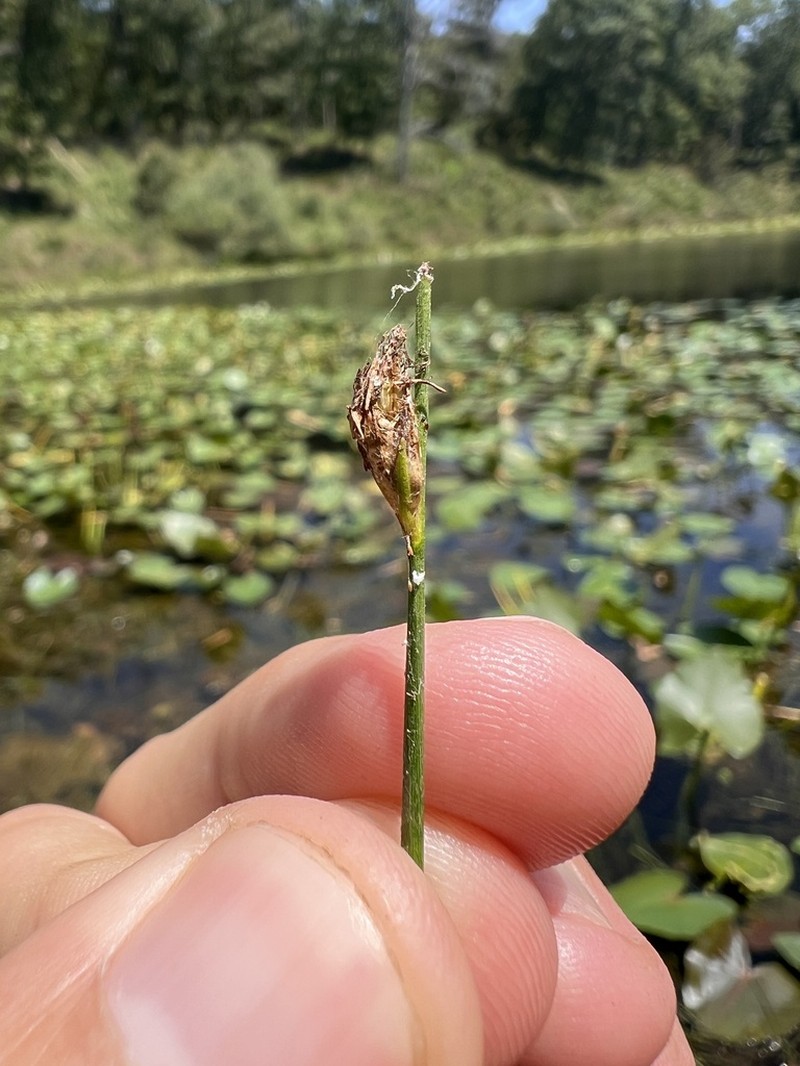 Swaying Bulrush photo 6