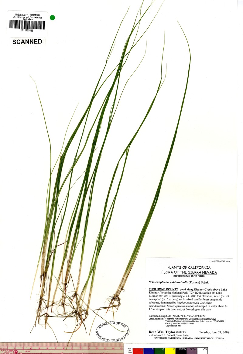 Swaying Bulrush