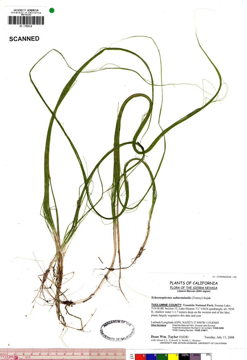 Swaying Bulrush photo 5