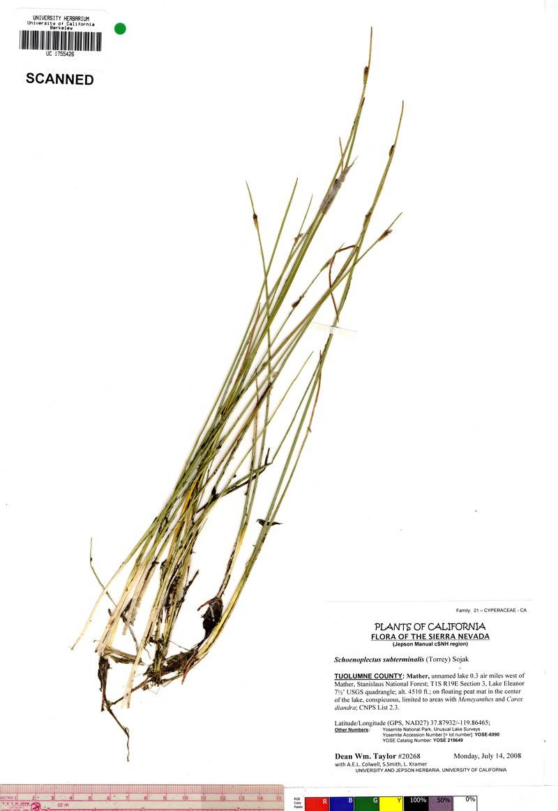 Swaying Bulrush photo 6