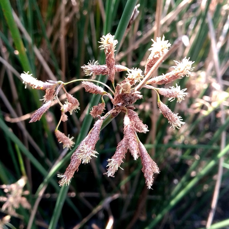 Bulrush photo 2