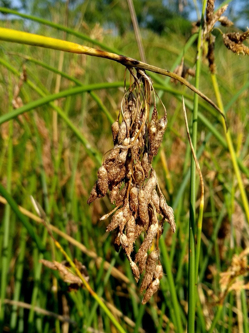 Bulrush photo 3