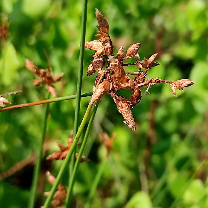 Bulrush photo 4