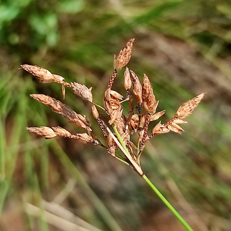 Bulrush photo 5
